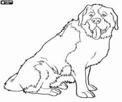 Milujeme omalovánky a kreslení online. Pin By Hana Bohackova On Seia Serra Da Estrela Projeto 2017 18 St Bernard Dogs Saint Bernard Dog Sketch