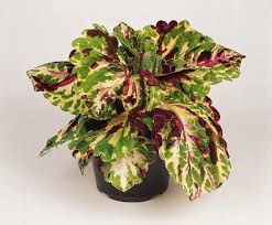 Image result for Coleus guerkei