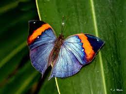 Las Mariposas Mas Hermosas Del Mundo Mariposas Bonitas Aves Bonitas Mariposas