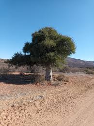 Image result for Boscia foetida