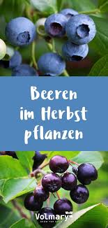Vorfreude Auf Den Sommer Beeren Im Herbst Pflanzen Plant Happy Pflanzen Beeren Obstgeholze