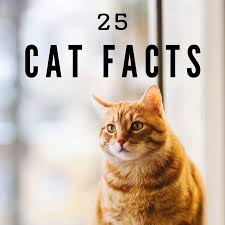 There are two kinds of cat facts posts. 23 Fascinating Facts About Cats Pethelpful By Fellow Animal Lovers And Experts