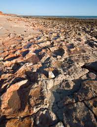 Maybe you would like to learn more about one of these? The Fight To Save Wa S Dinosaur Coast Dinosaur Lab University Of Queensland
