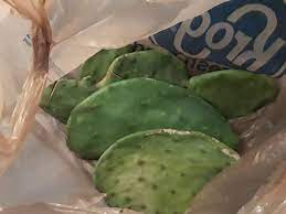 Search for cactus alley in these categories. Howdy Went On A Walk And Found A Huge Cactus Plant Cut Up A Dumped For Large Trash Pick Up So I Grabbed A Few Pieces Now What Should I Do I M