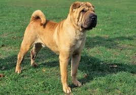 200+ vectors, stock photos & psd files. Chinese Shar Pei Dog Breed Information Images Characteristics Health
