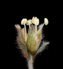 Image result for Bonamia mossambicensis