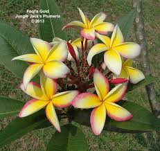 Fool S Gold Features Large Brightly Colored Plumeria Clusters On A Medium Tree Consistent Early Bloomer With Wonderfully Sc Plumeria Flowers Plumeria Plants