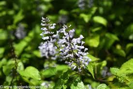 Image result for Plectranthus guruensis