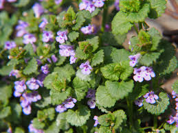 カキドオシとは？