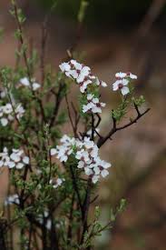 Image result for Eriocephalus