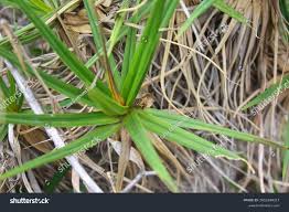 Image result for Velloziaceae