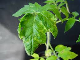 Image result for tomato seedling pseudomonas syringae pv tomato symptoms