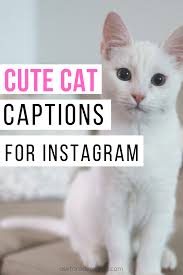 34 Short Cat Captions For Instagram Pictures Of Cute Kitties Ask For Adventure In 2020 Funny Cat Captions Cat Captions Cute Cat Quotes