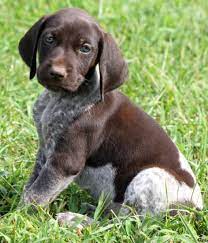Welcome to stephen's hill country kennels. German Shorthaired Pointer Smart Friendly Pointer Puppies German Shorthaired Pointer Bird Dogs