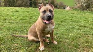 Should you get your dog's ears cropped? Barbaric Mutilation The Rise Of Ear Cropped Dogs In The Uk Uk News Sky News