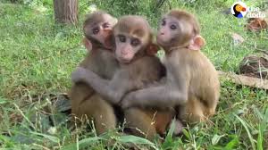 Baby Monkeys Can T Get Enough Cuddling Youtube Life of monkey ep47, monkey meeting tourist, monkey hugging girl, baby monkey with mom these pictures of this page are about:baby monkeys hugging. baby monkeys can t get enough cuddling