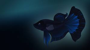 2yr · allrebelrocker · r/bettafish. Black Orchid Betta By Vivadawolf Fur Affinity Dot Net