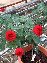 Red Apple Rose Plant Rose Planting Roses Apple Roses