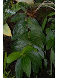 Image result for Begonia loranthoides