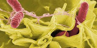 Listeria monocytogenes is a bacterium infectious to humans and causes the illness listeriosis. Salmonella Or Listeria Monocytogenes Can Cause Your Business Closure Zeulab