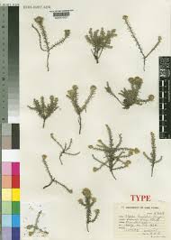 Image result for Stoebe vulgaris