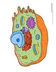Diagram of an animal cell unlabelled. Animal Cell Diagram Worksheet 350 Tim S Printables