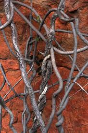 Image result for Secamone alpini