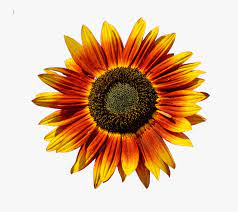 Minyak goreng alami bunga matahari vektor produk paket label template ditetapkan. Bunga Matahari Png Free Transparent Clipart Clipartkey