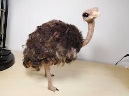 And Another Ostrich Vilten Vogels Naaldvilten Vilten Dieren