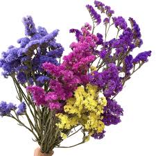 We did not find results for: Promozione Italian Shopping Online Per Italian Promozionali Statice Fiore Alibaba Com