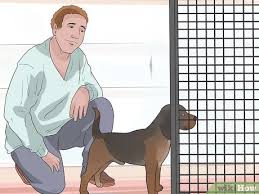 Check spelling or type a new query. How To Stop Your Dog From Chewing Things It Shouldn T 12 Steps