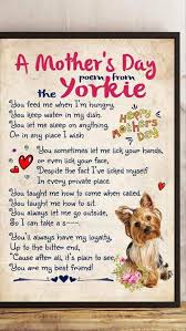 Discover More Information On Yorkshire Terriers Visit Our Internet Site Yorkshire Terrier Puppies Yorkshire Terrier Yorkie Dogs