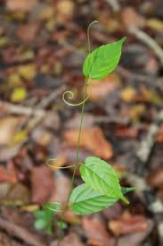 Image result for Gouania scandens