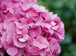 Check spelling or type a new query. Hydrangea Flowers Pink Free Stock Photo Public Domain Pictures