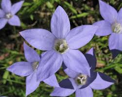 Image result for Wahlenbergia erecta