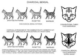 Charcoal Pattern Bengal Cat Colors Cats Cat Info