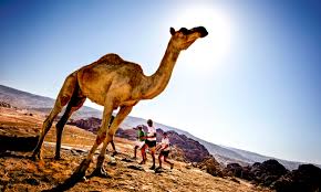 It is large in size with a long neck, long legs and one or two humps on its back. Running Through Time At The Petra Desert Marathon Trail Runner Magazine