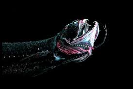 Pin On Creatures Of The Sea