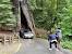 Largest Redwood Tree