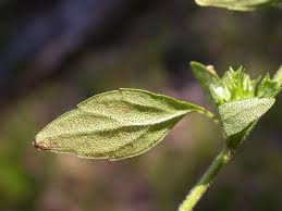 Image result for Pentadesma reyndersii