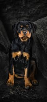 Rottweiler Iphone Wallpapers Wallpaper Cave A collection of the top 44 thor wallpapers and backgrounds available for download for free.
