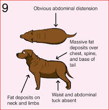 Is Your Dog Fit Or Fat Learn How To Body Condition Score