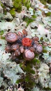 Image result for Plinthus sericeus