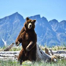 What kind of bears live on kodiak island? Bear Viewing Tours Kodiak Island Expeditions