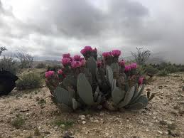 The cactus plant is a staple in many latin american cultures. Prickly Pear Benefits And Nutrition What It Is And How To Eat It