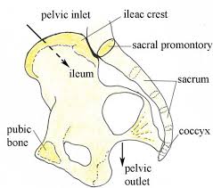 On that topic, there are several important questions that need. Antenatal Care Module 6 Anatomy Of The Female Pelvis And Fetal Skull View As Single Page