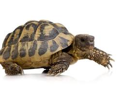 Imagen de Tortuga terrestre