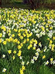 Jonquille en mélange - Narcissus Gpe Jonquille - Le Jardin du Pic Vert