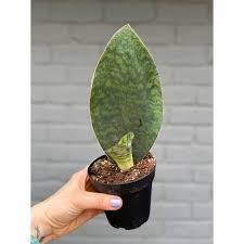 Image result for Tristachya superba