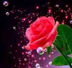Red Rose Whatsapp Dp Images Hd Download Whatsapp Dp Images Flowers Dp Whatsapp Dp Images Hd Download whats up dp apk for android. red rose whatsapp dp images hd download